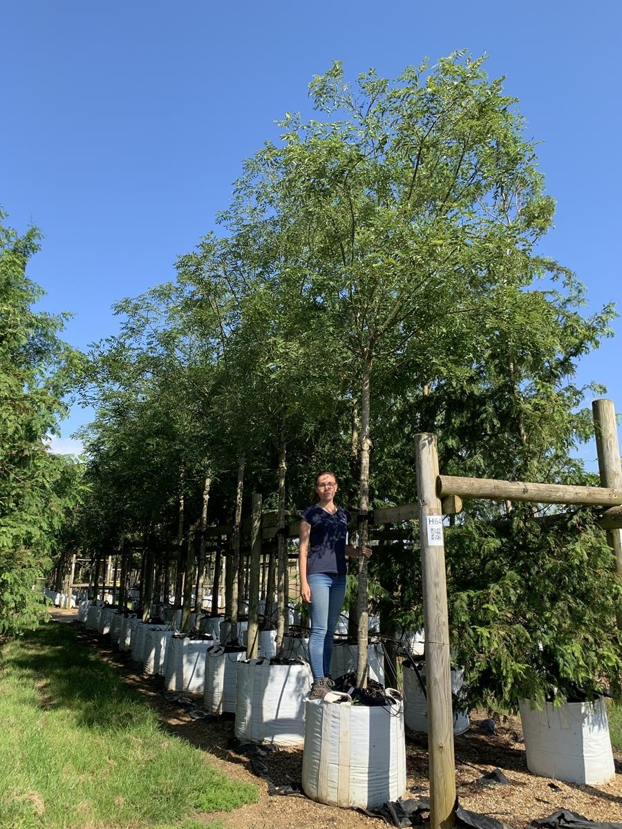 Sophora Japonica Regent