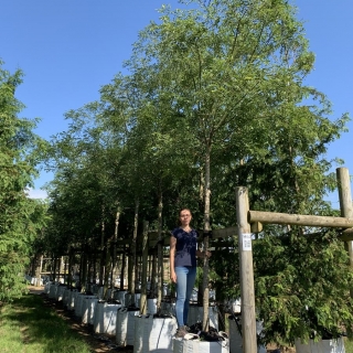 Sophora Japonica Regent