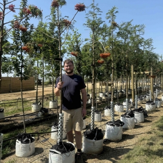 Sorbus commixta Olympic Flame Medium Tree
