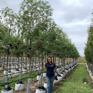 Sorbus commixta Olympic Flame Medium Tree