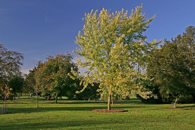 mature  Acer saccharinum