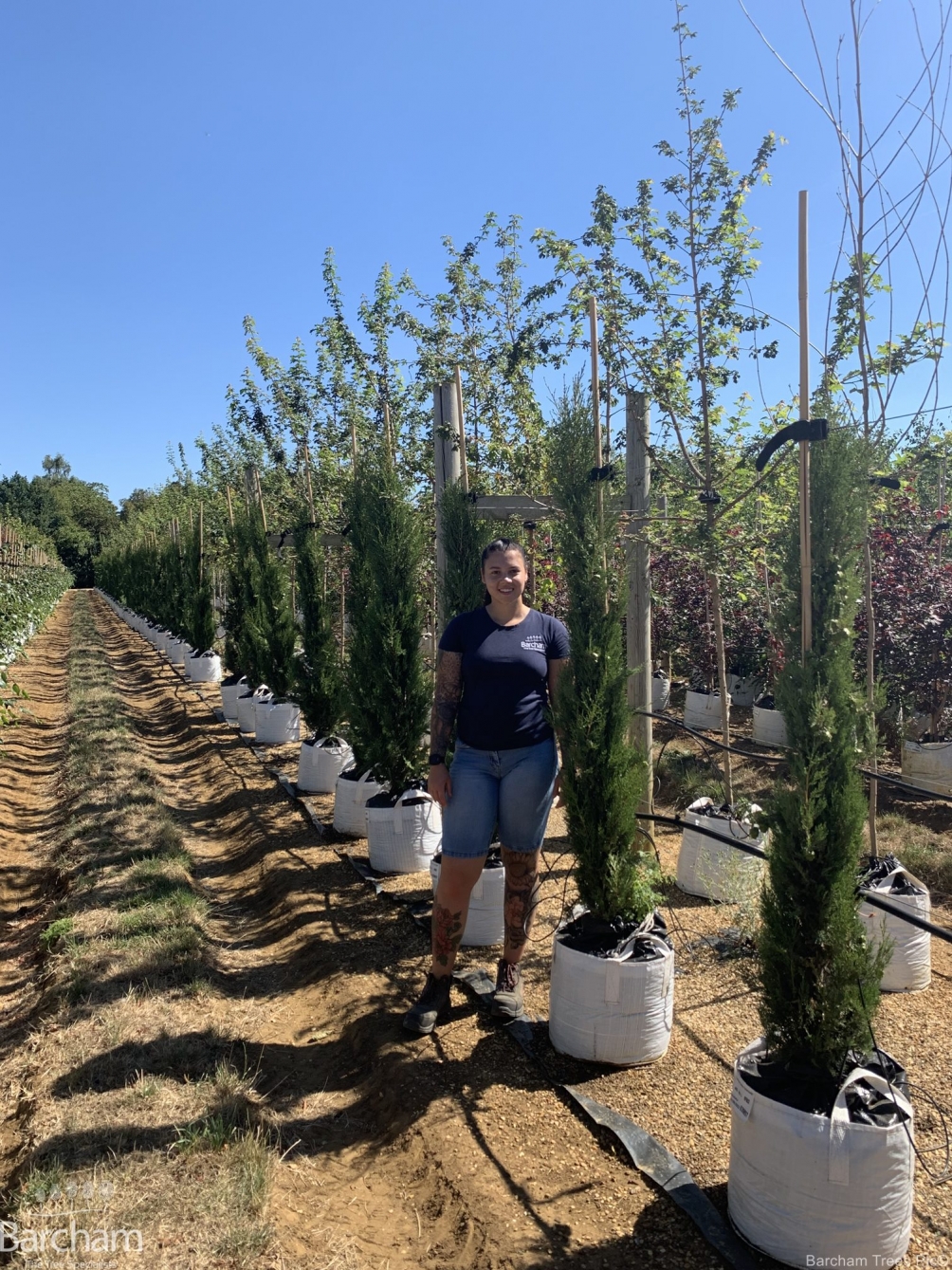 Cupressus sempervirens