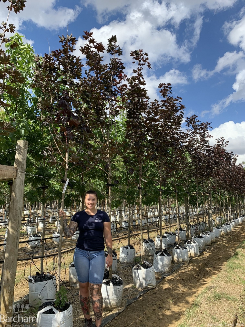 Acer platanoides Royal Red