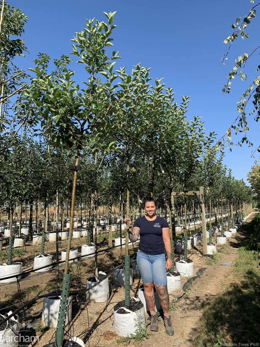 Malus Discovery