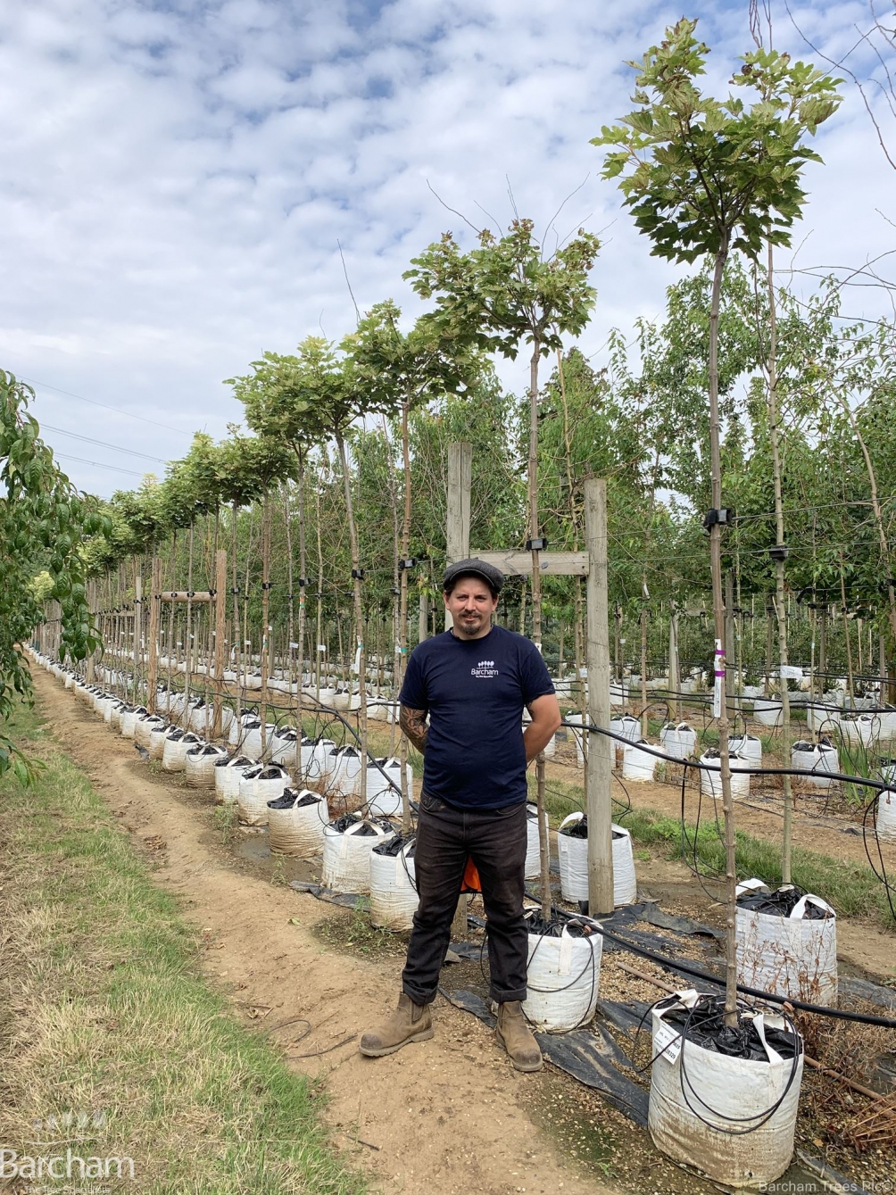 Acer pseudoplatanus Brilliantissimum
