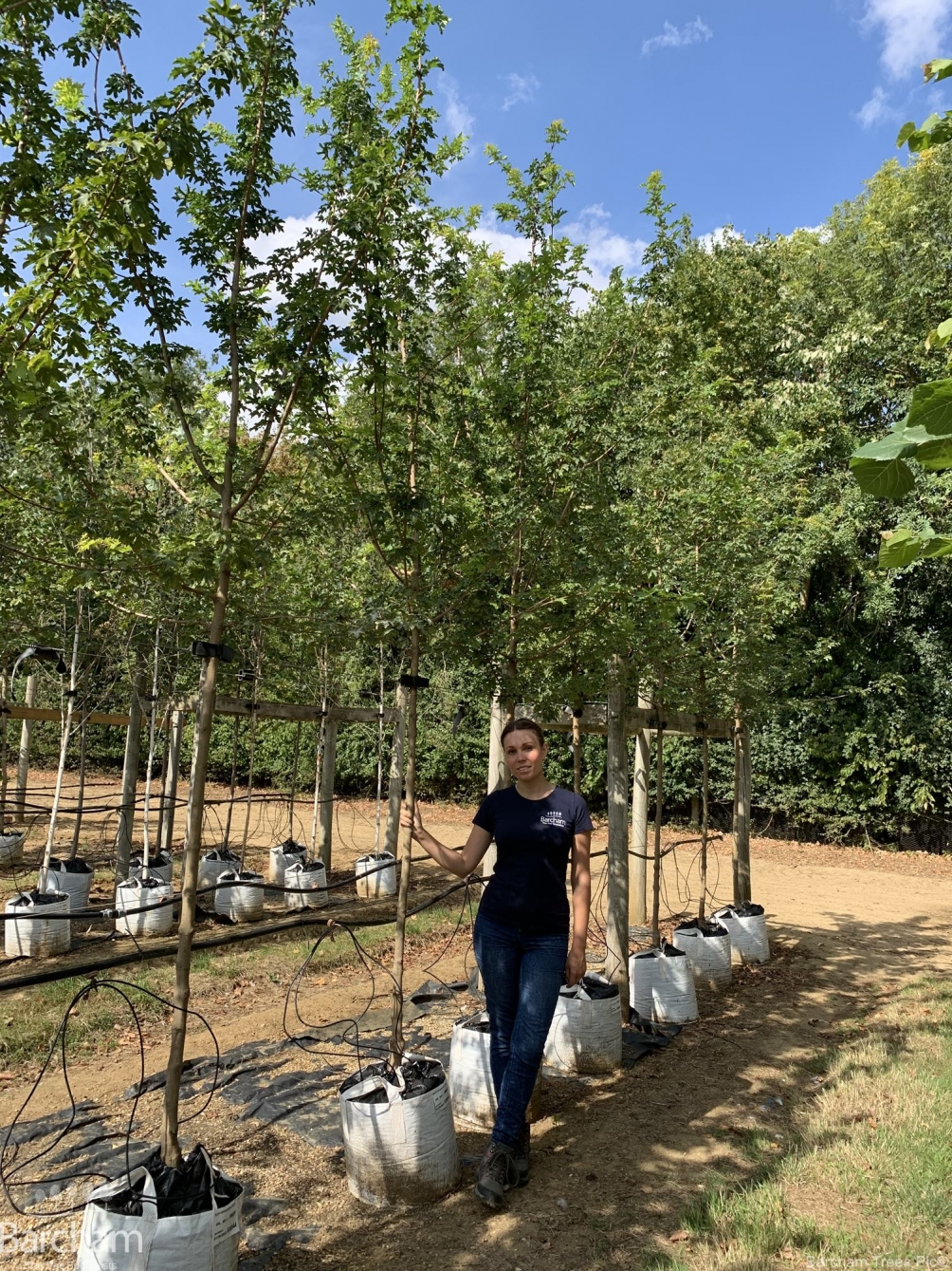 Acer campestre Elsrijk