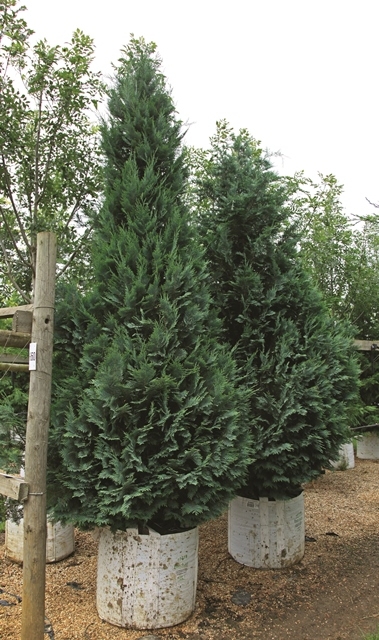 Chamaecyparis lawsoniana Columnaris Glauca