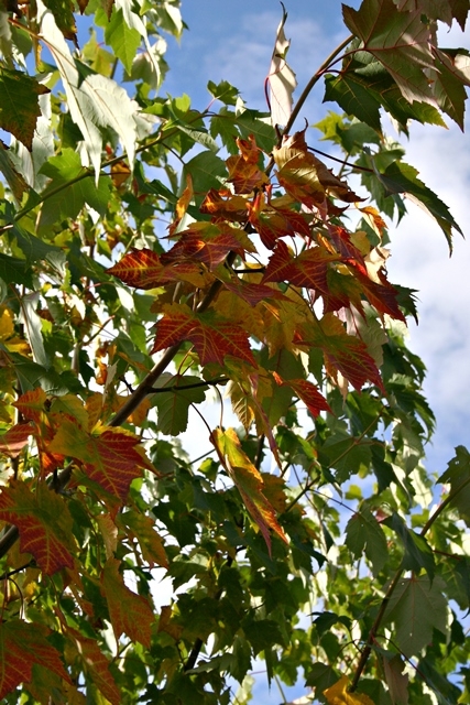 foliage of Acer rubrum Scanlon