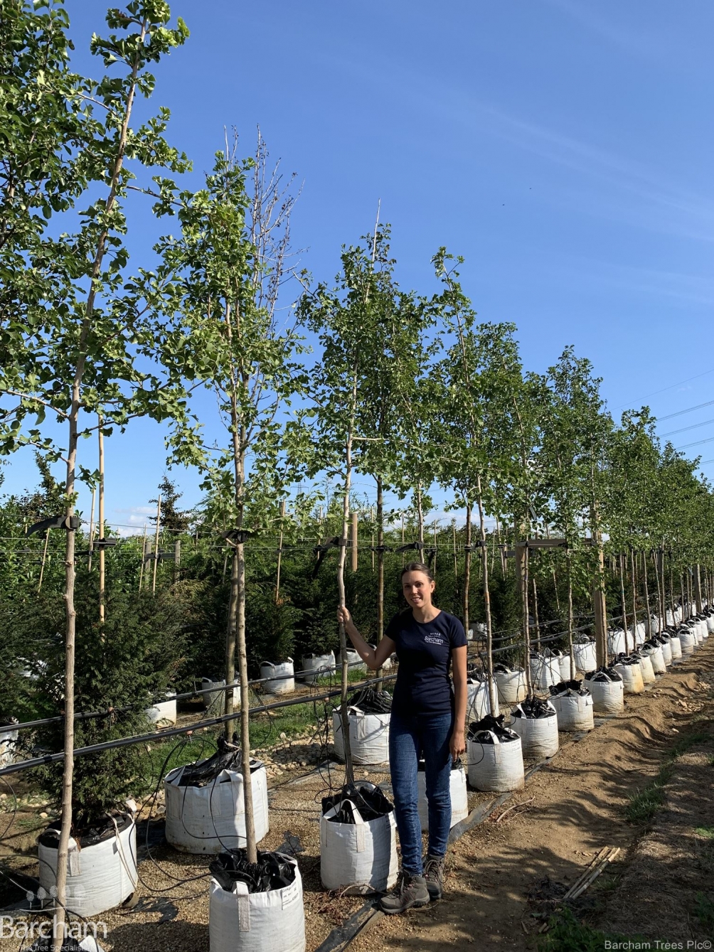 Ginkgo biloba