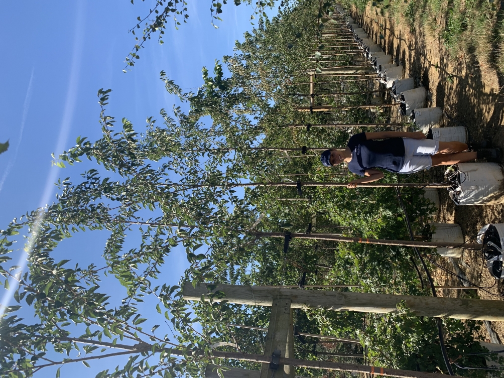 Prunus Yedoensis