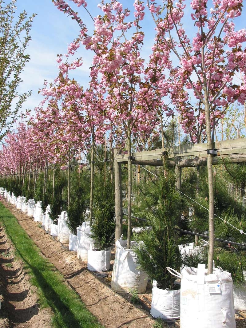 Prunus Kanzan in flower