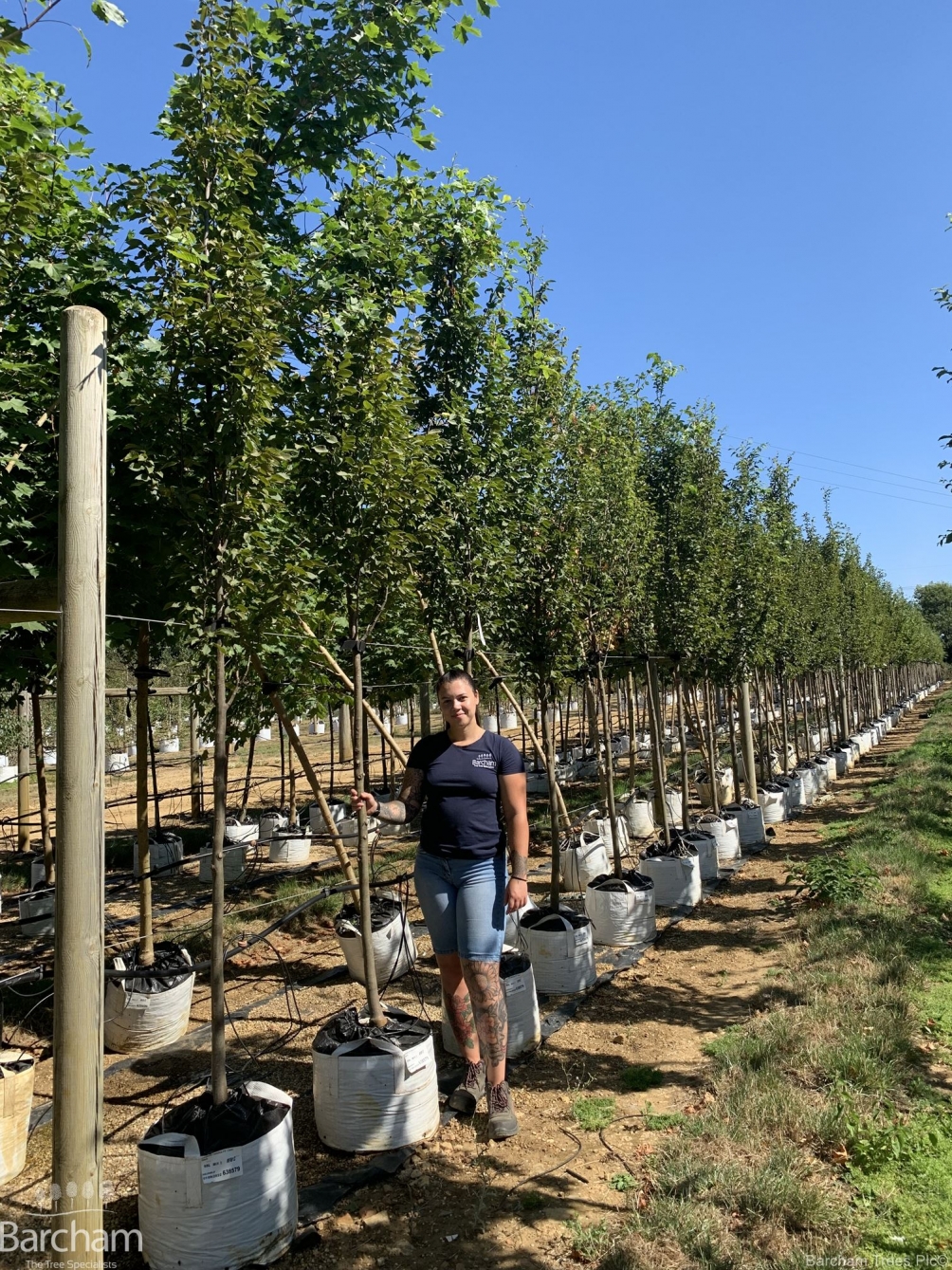 Carpinus betulus Frans Fontaine