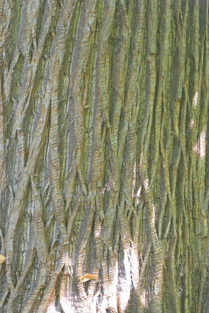 The bark of Castanea sativa