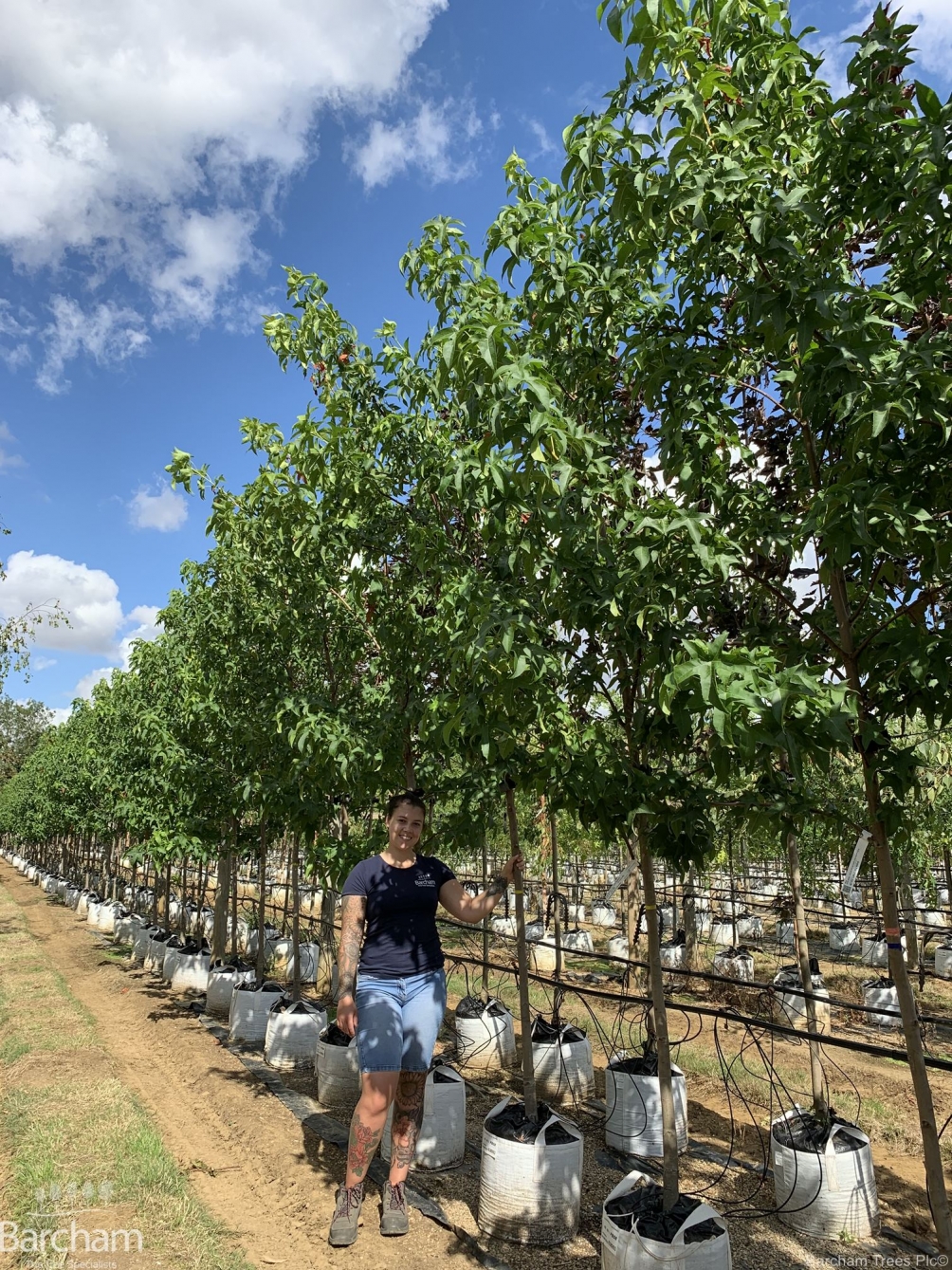 Liquidambar styraciflua Lane Roberts