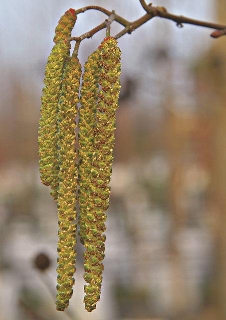 catkin of  Medium Spaeth Alder from this batch Alnus spaethii