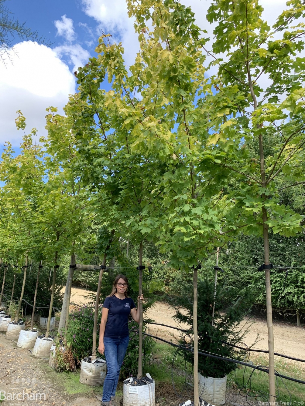 Acer platanoides Princeton Gold