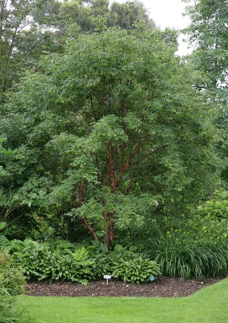 Acer griseum