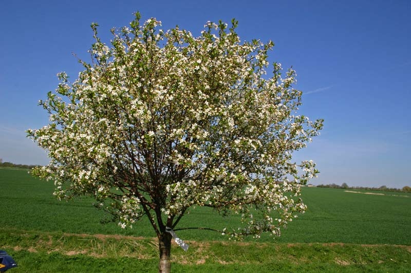 the crown of Prunus fruticosa Globosa