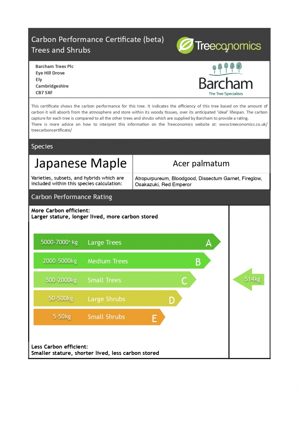 Acer palmatum Atropurpureum multi-stem