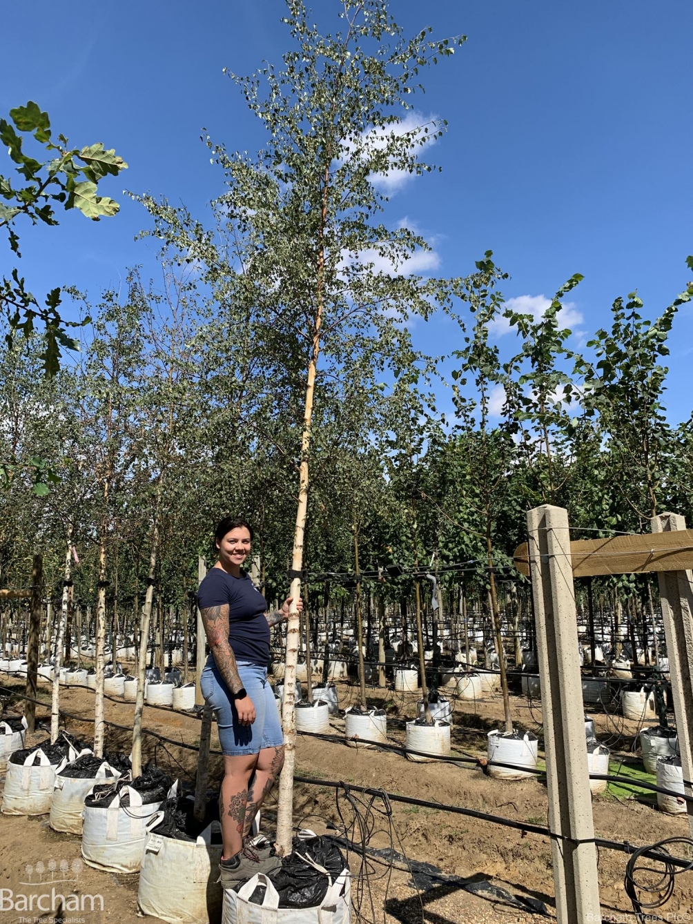 Betula pendula
