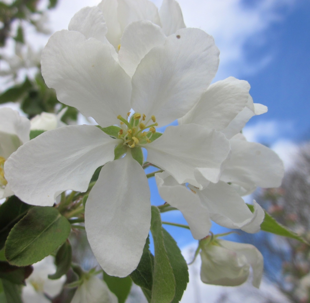 the crisp white flower of Malus baccata Street Parade