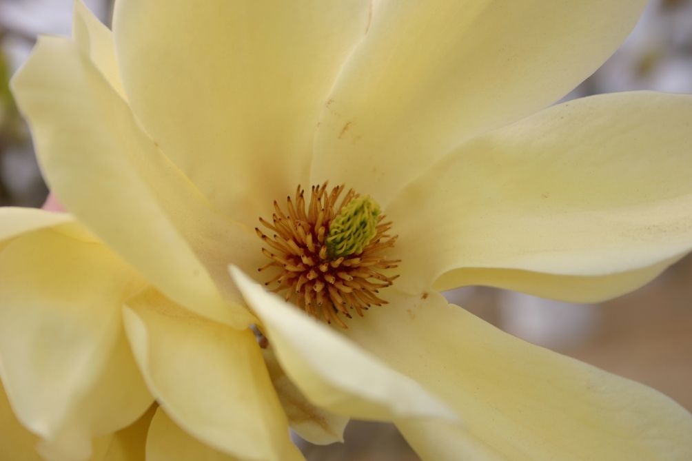 the flower of Magnolia x Brooklynensis Elizabeth