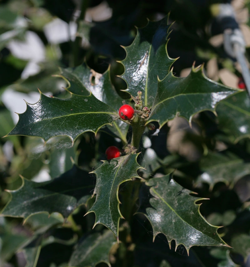 foliage and berries of Ilex Aquifolium Alaska