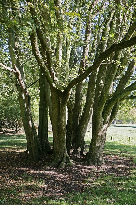 mature stems of Acer campestre multi-stem