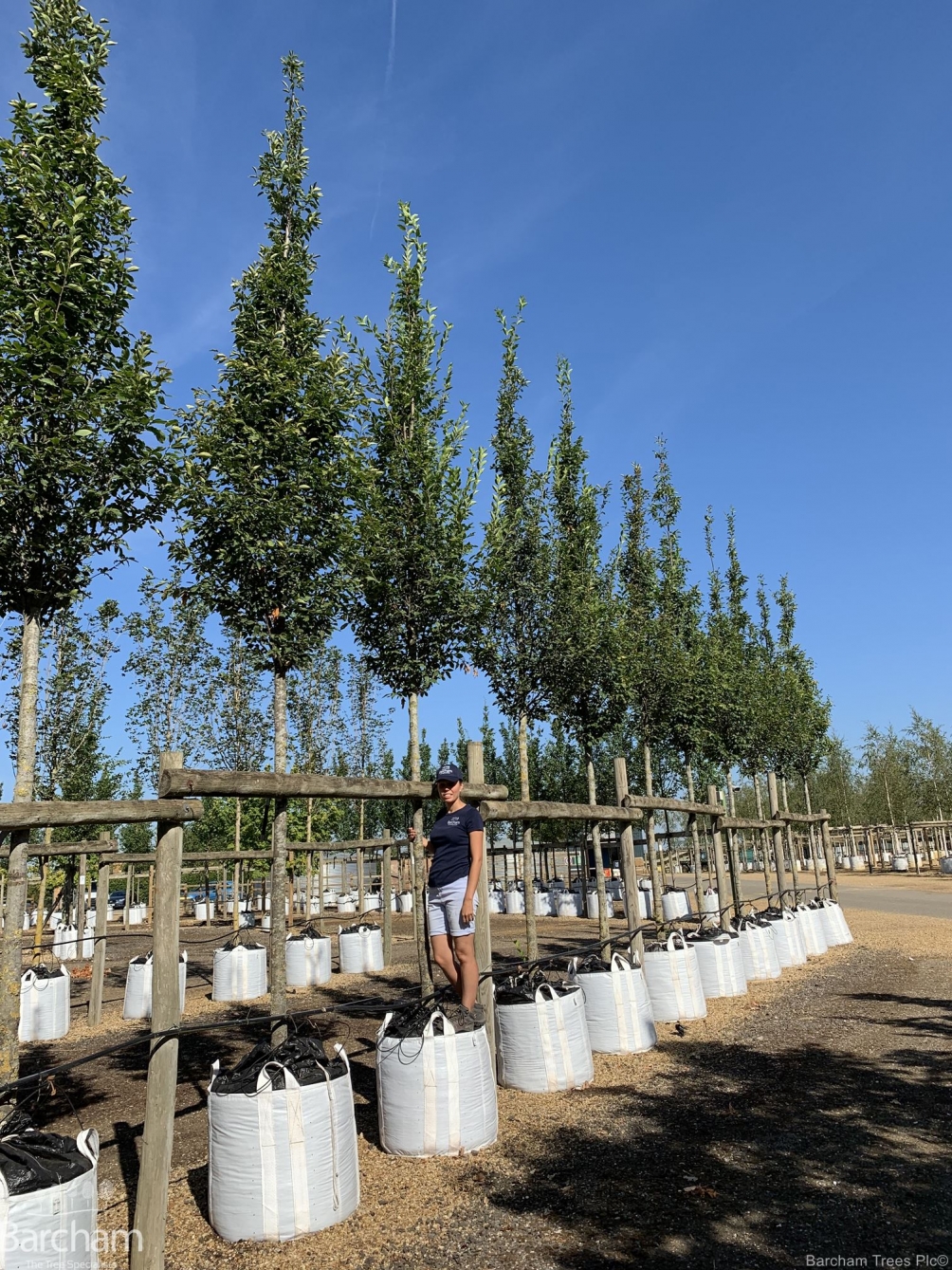 Carpinus betulus Fastigiata