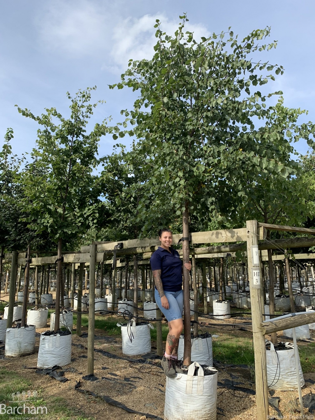 Tilia cordata