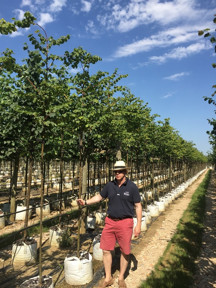 Barcham Pro Trees