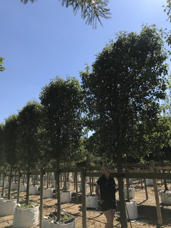 Super instant pleached close up foliage of Pyrus calleryana Chanticleer close up foliage of Pyrus calleryana Chanticleer close up foliage of Pyrus calleryana Chanticleer Previous Next Ornamental Pear pleached at Barcham TreesPyrus calleryana Chanticleer f