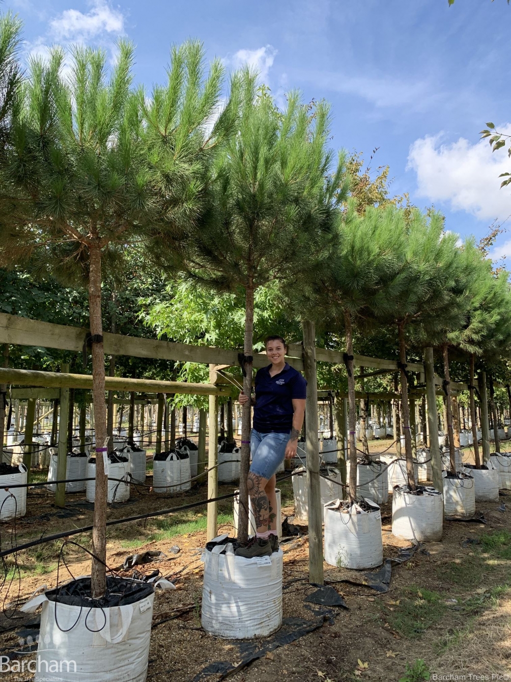 Pinus pinea