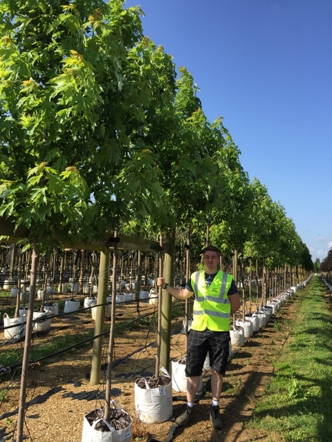 Acer saccharinum Pyramidale