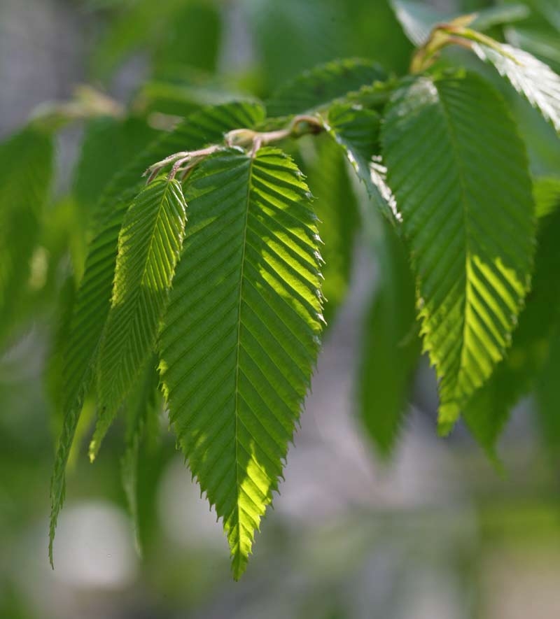 Foliage of Zelkova serrata Green Vase