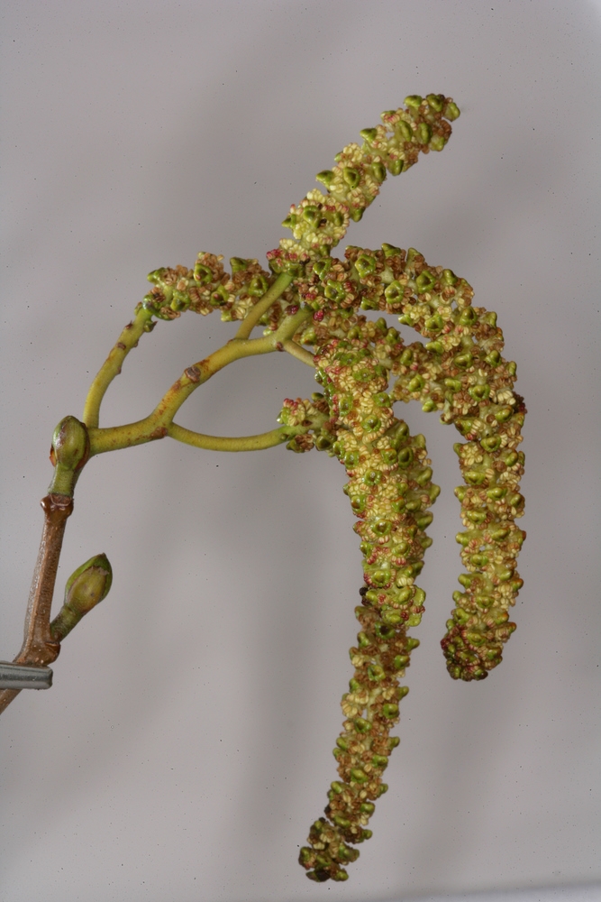 catkin of Alnus incana