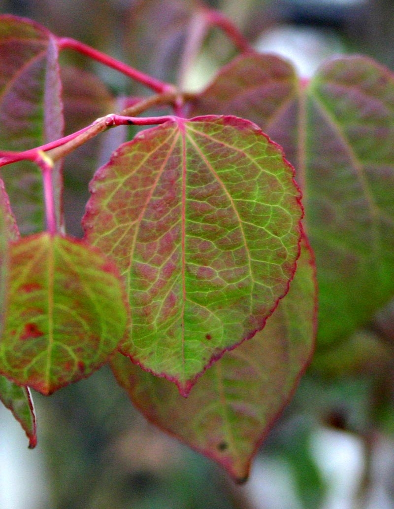 the pretty leaf of Cercidiphyllum japonicum