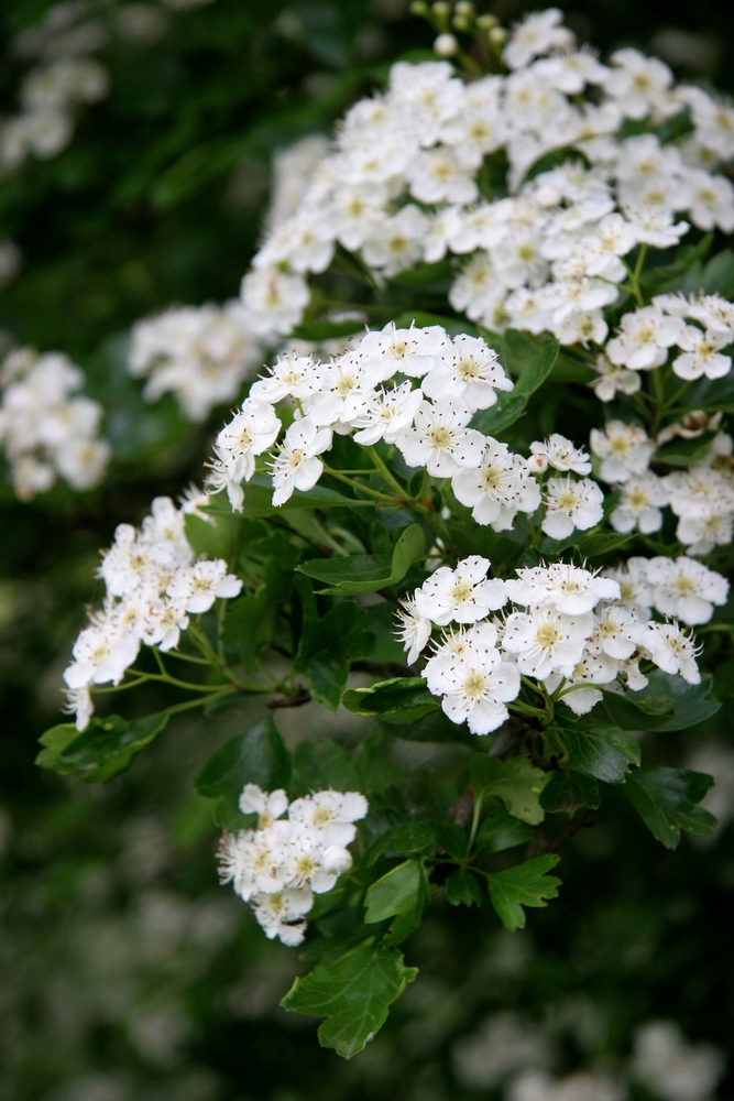 The white flower of Crataegus monogyna