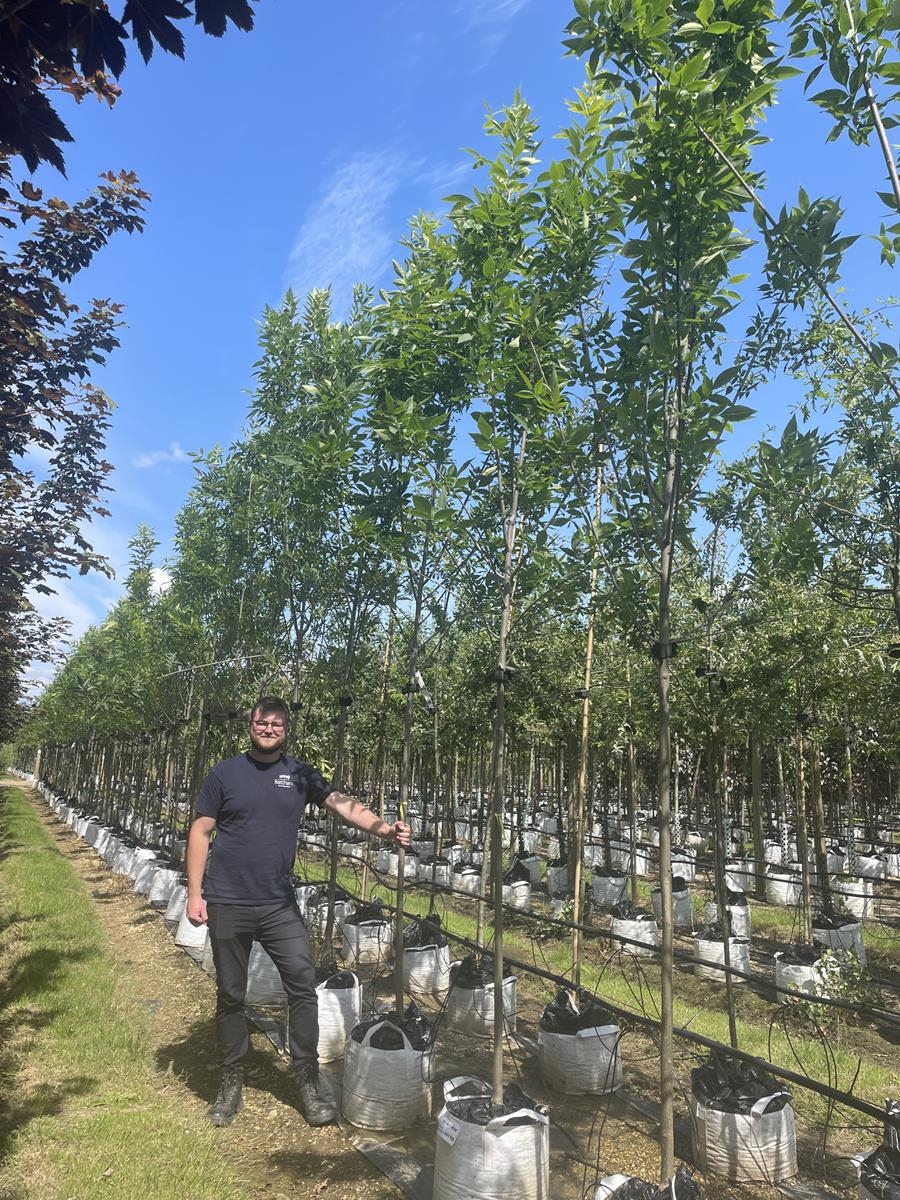 Fraxinus pennsylvanica Summit