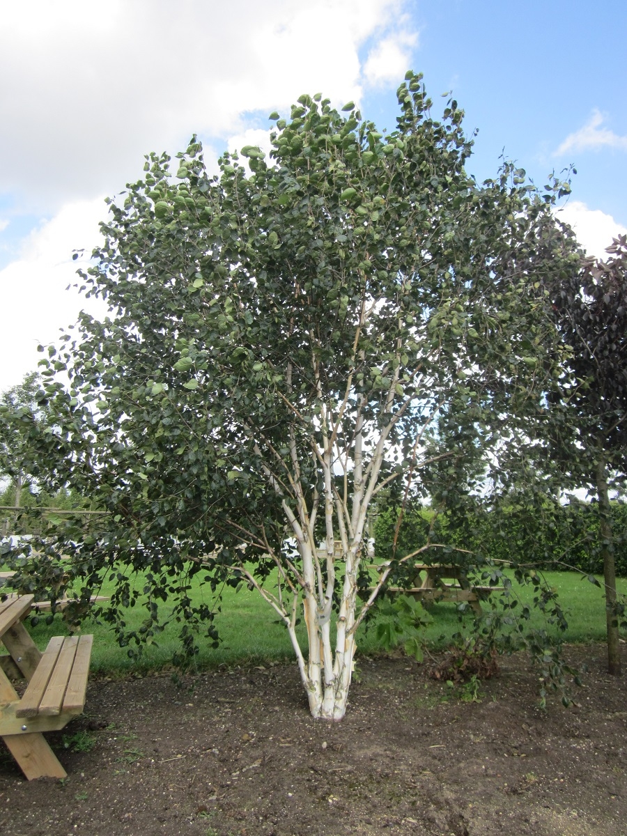 Betula utilis Jacquemontii multi-stem in barcham trees car park