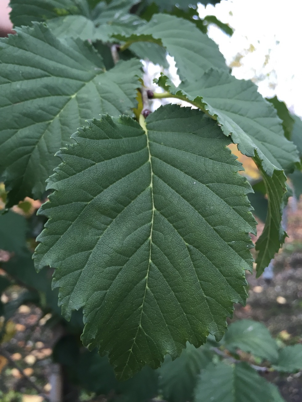 the leaves of Ulmus lutece