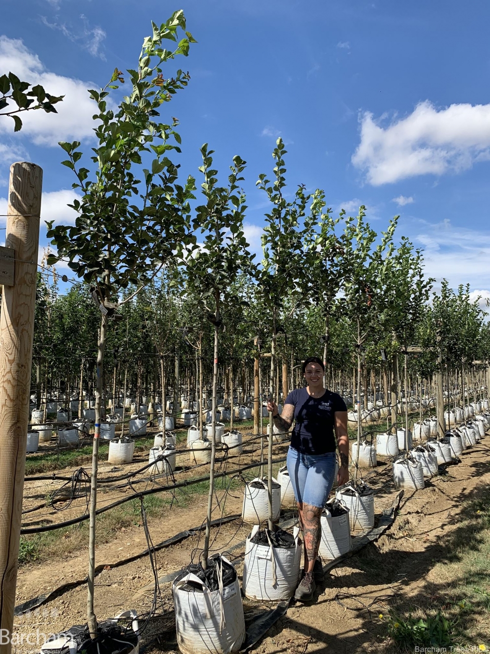 Crataegus x prunifolia