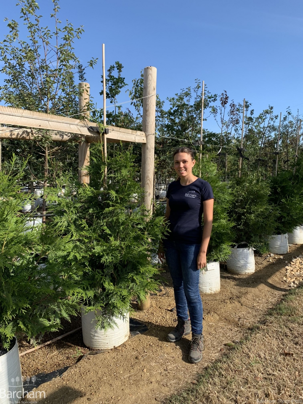 Thuja plicata Atrovirens