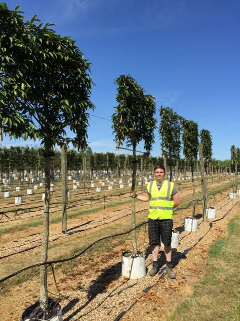 Ostrya carpinifolia Pleached to scale on the barcham trees nursery