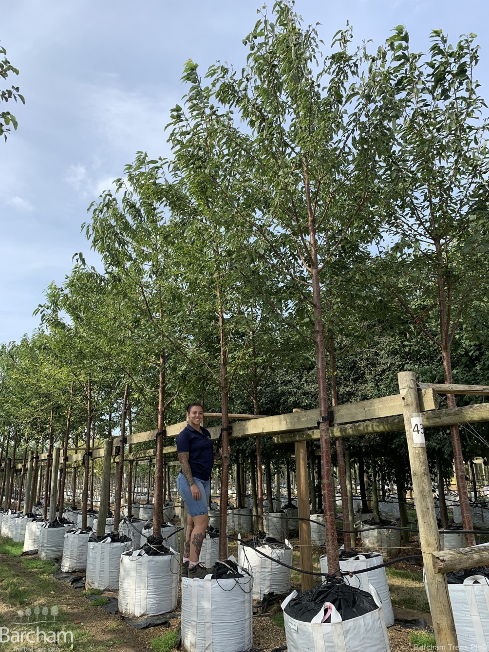 Prunus avium Plena