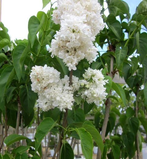 The crisp white flowers of Syringa vulgaris Madame Lemoine