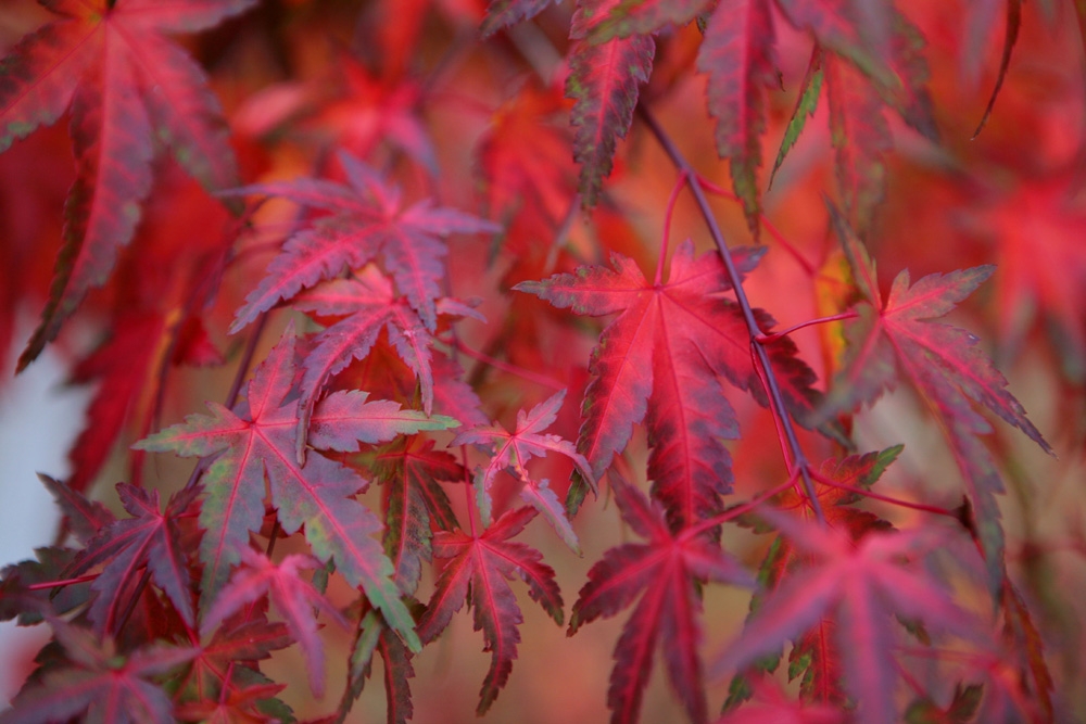 Acer palmatum autumn colour