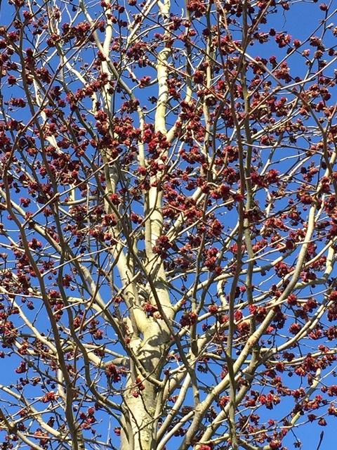 the vivid red flowers of Parrotia persica Vanessa