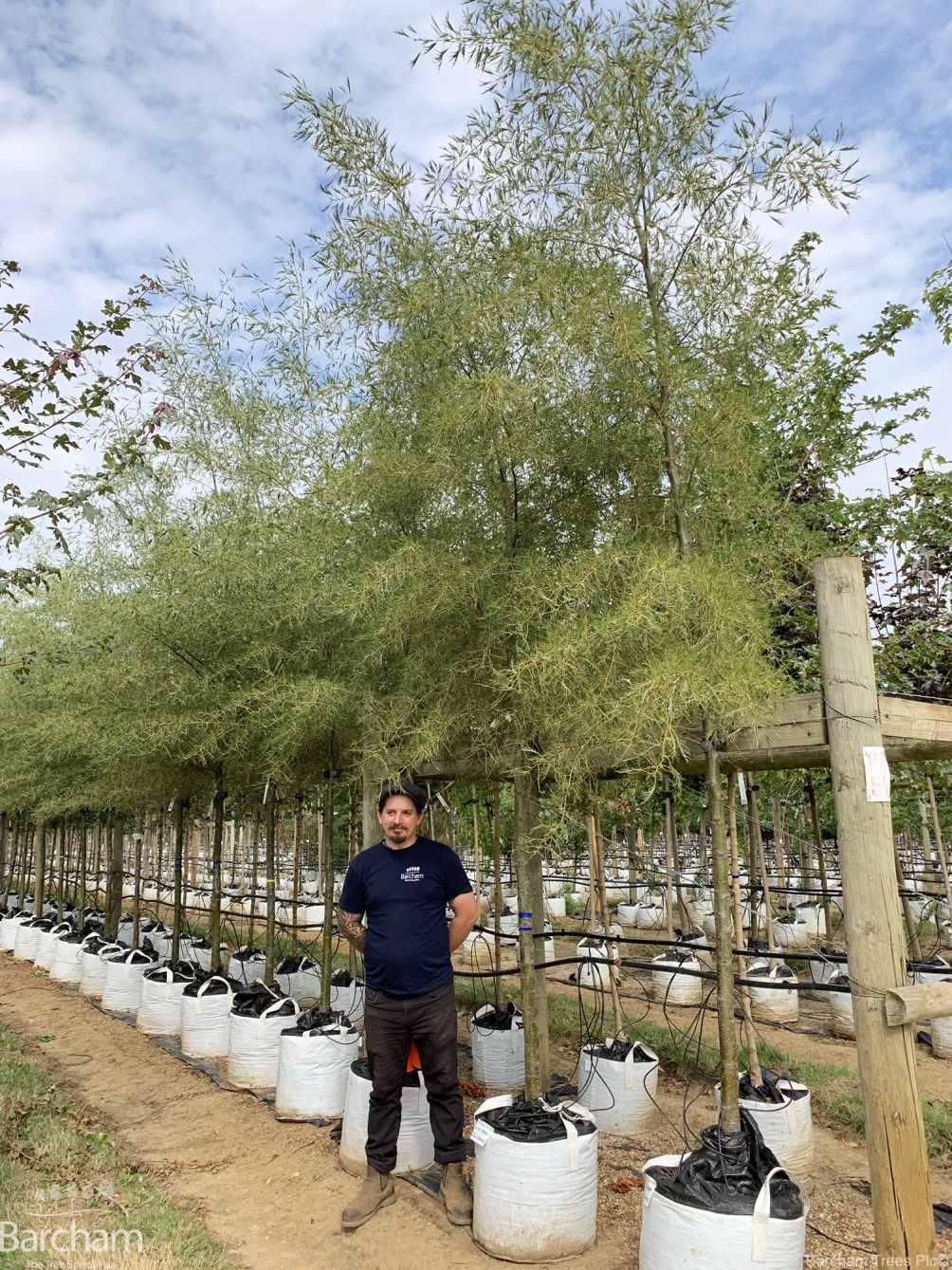 Alnus glutinosa Imperialis
