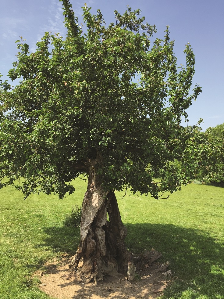 Mature Malus Sylvestris